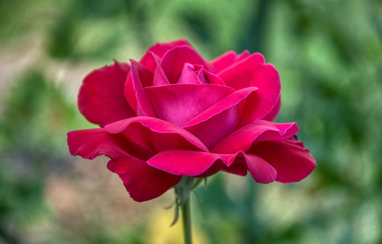 Nikon D5000 sample photo. Rose, rose petals, rose photography