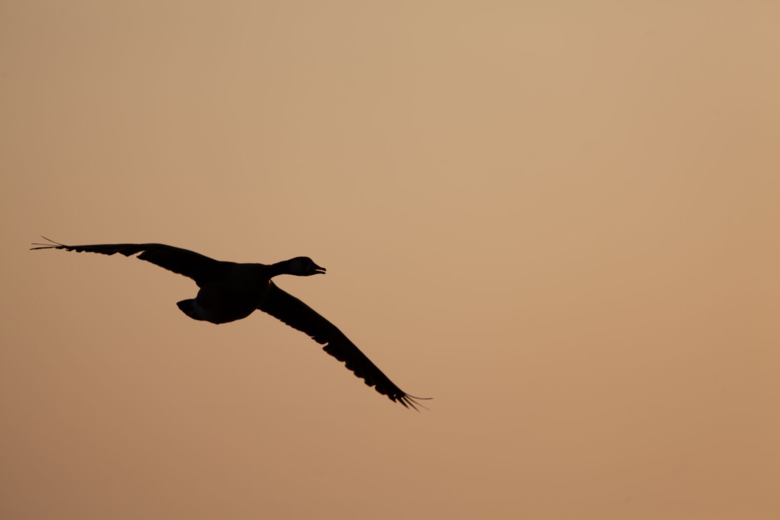 Canon EOS 5D Mark II sample photo. Goose in flight, sunrise photography