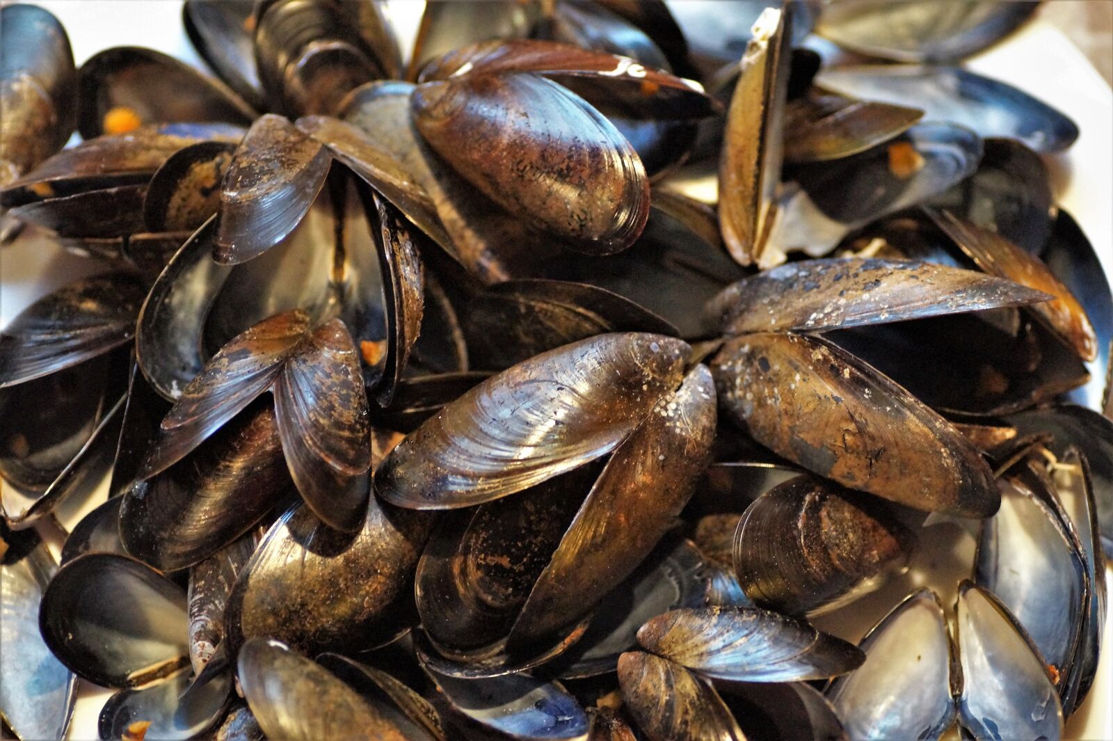 Sony SLT-A58 sample photo. Seashell, mussels, edible photography