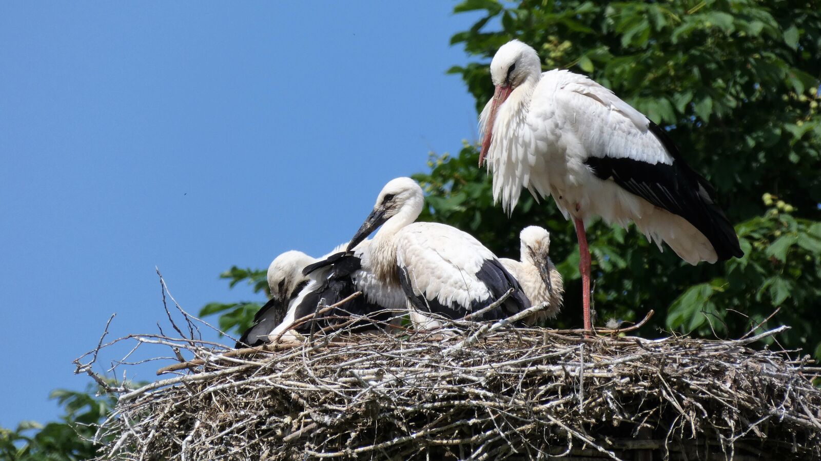 Panasonic DC-FZ83 sample photo. Stork, nest, bird photography