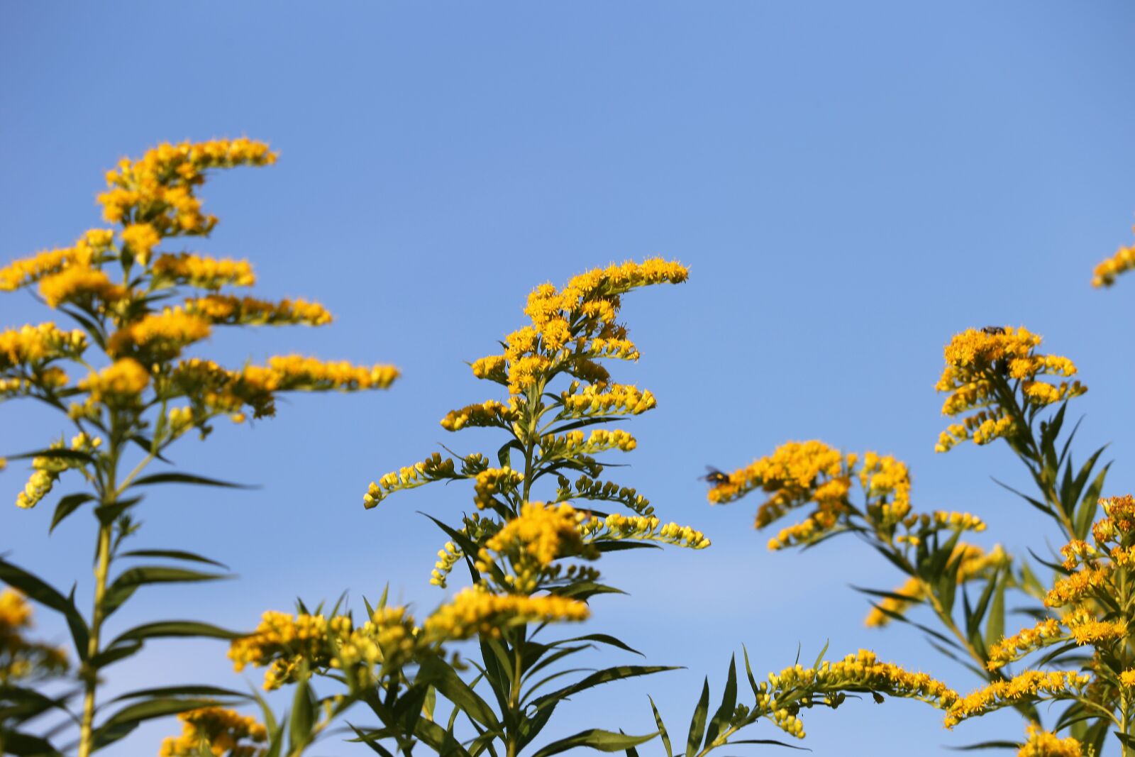 Canon EF 70-300 F4-5.6 IS II USM sample photo. Solidago gigantea, goldenrod, plant photography
