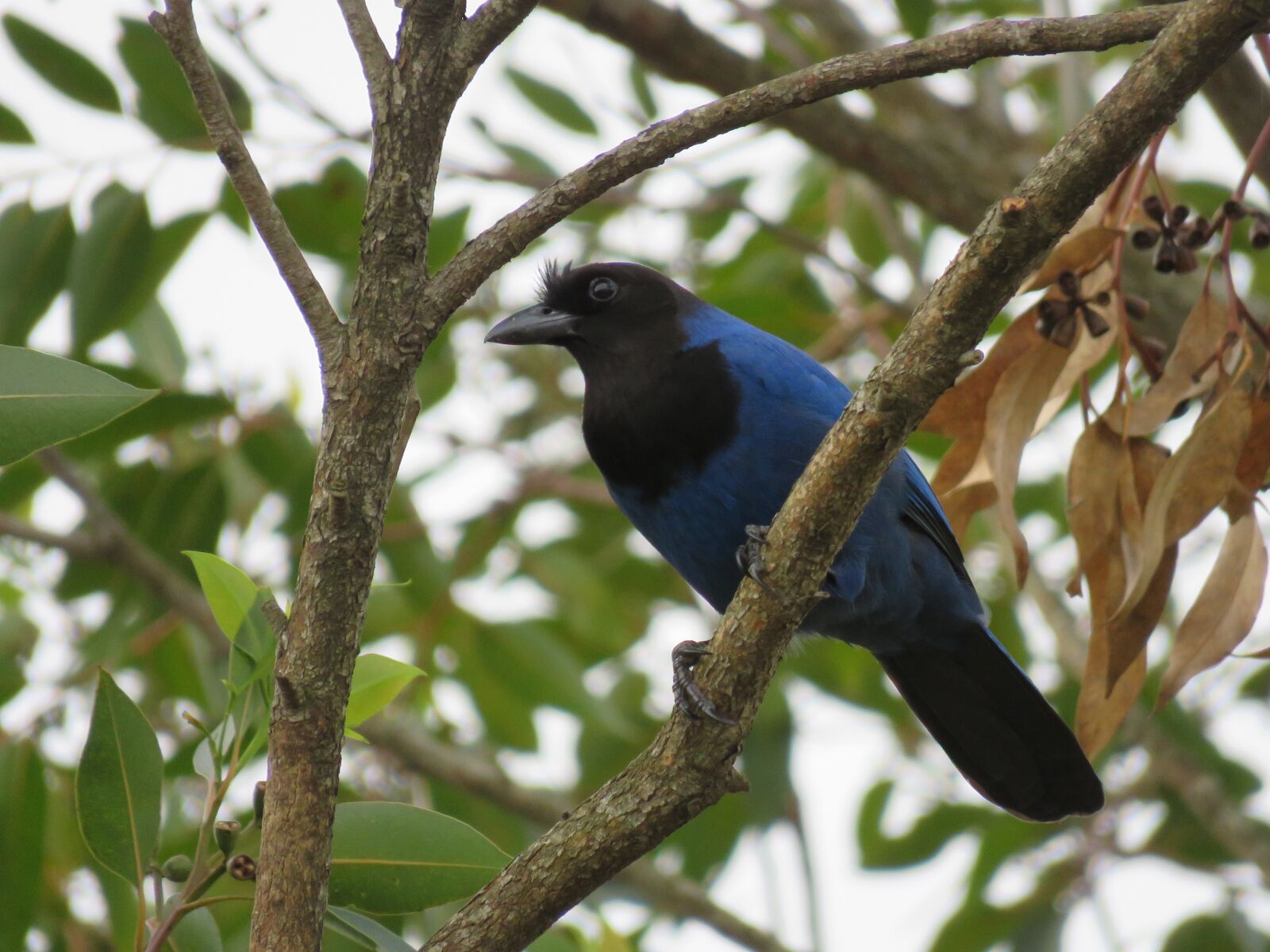 Canon PowerShot SX60 HS sample photo. Bird, blue, nature photography