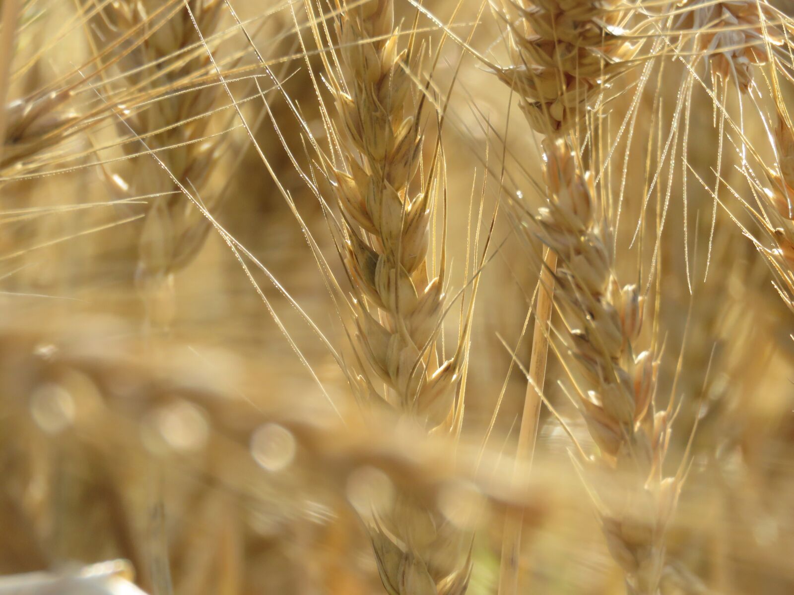 Canon PowerShot SX60 HS sample photo. Wheat, field, agriculture photography