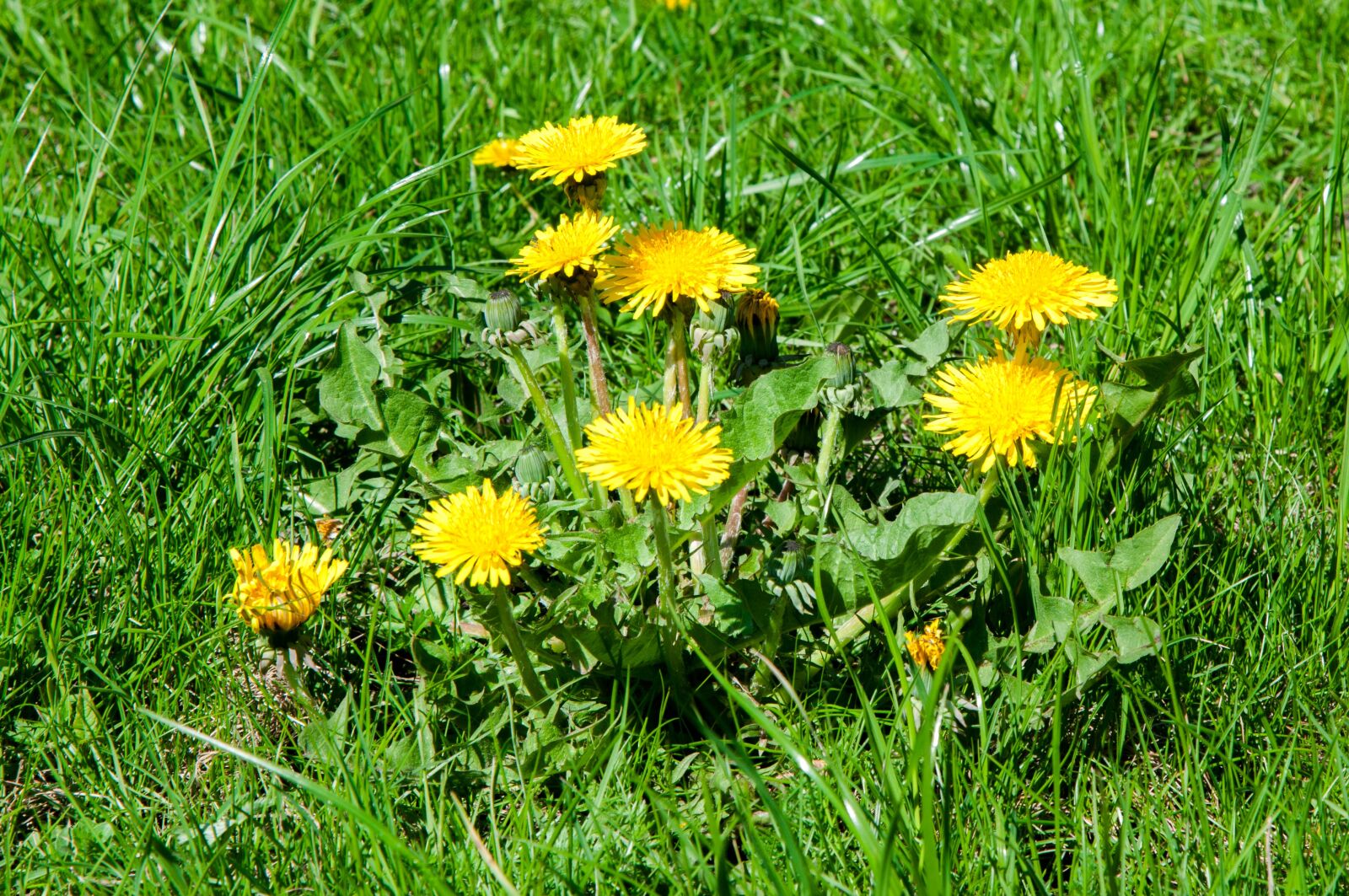 Nikon D300S sample photo. Flowers, dandelion, sun photography