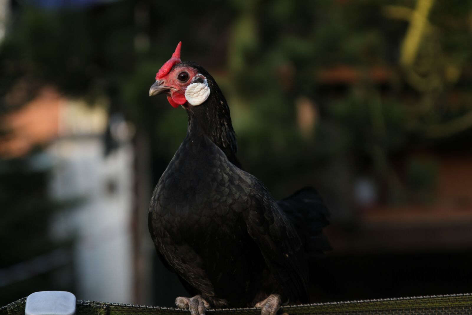 Canon EOS 7D sample photo. Chicken, hen, poultry photography