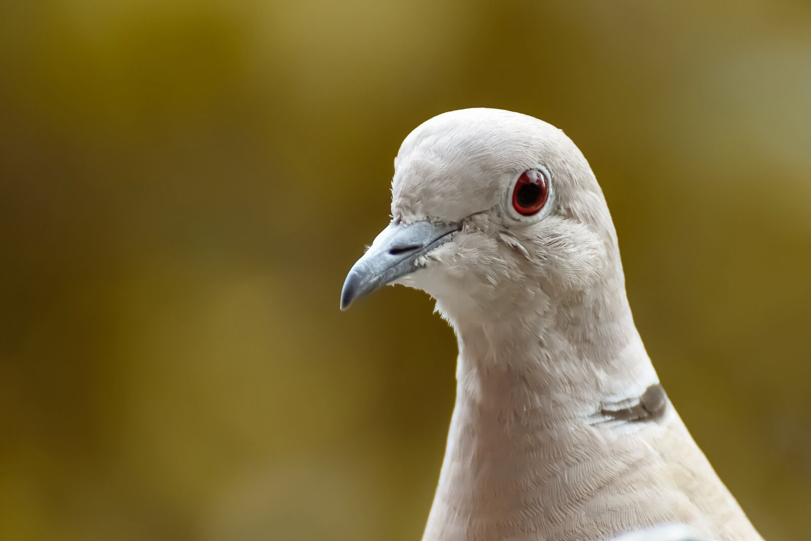 Nikon D7200 sample photo. Collared, bird, plumage photography
