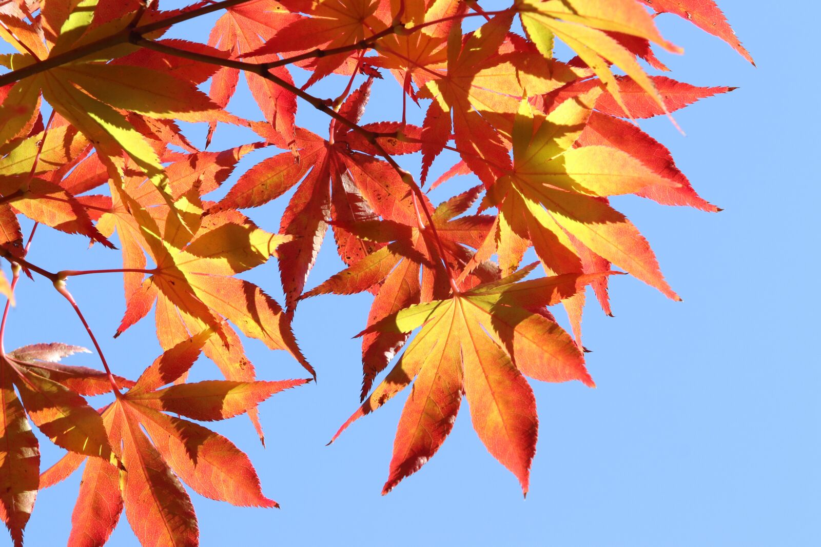 Canon EF 70-200mm F2.8L USM sample photo. Autumn, autumn leaves, the photography