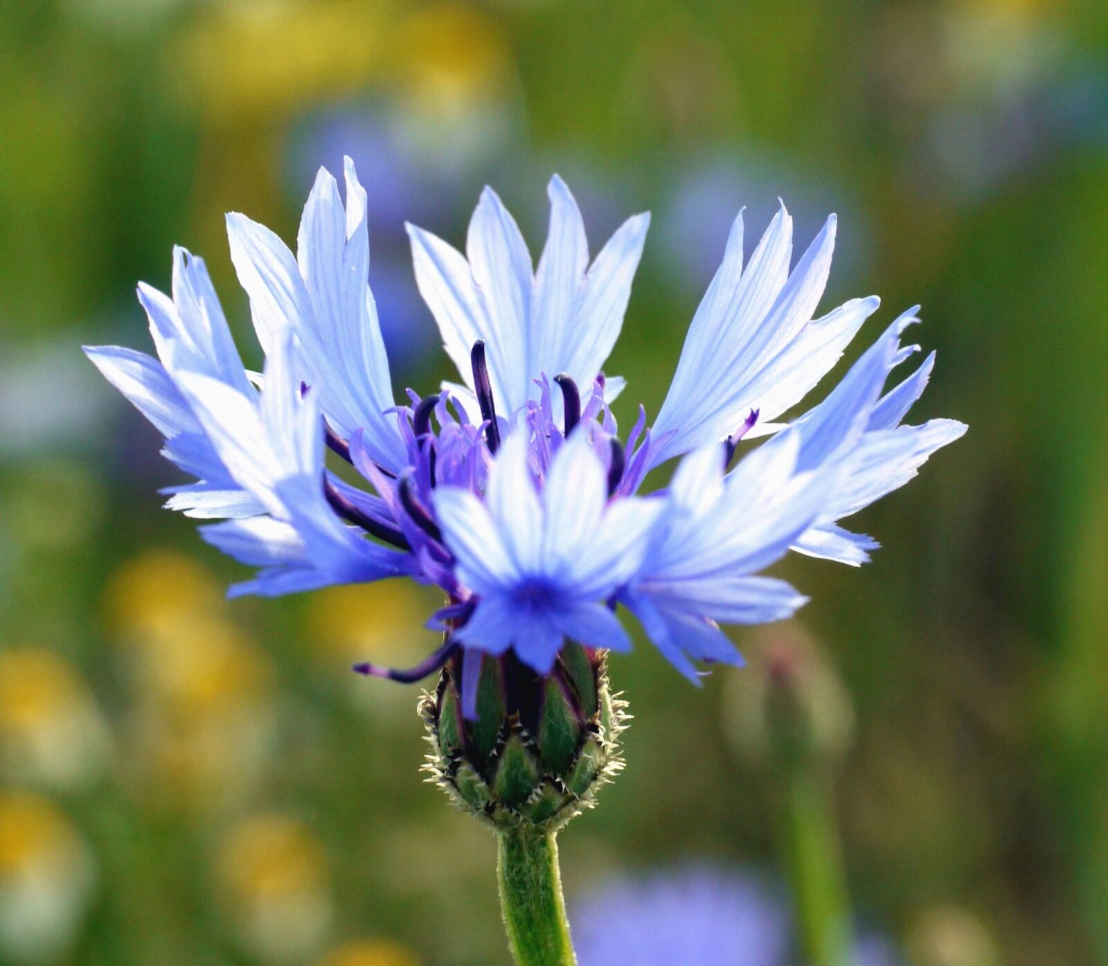 Panasonic Lumix DMC-G1 sample photo. Flower, stem, pollen, flowering photography