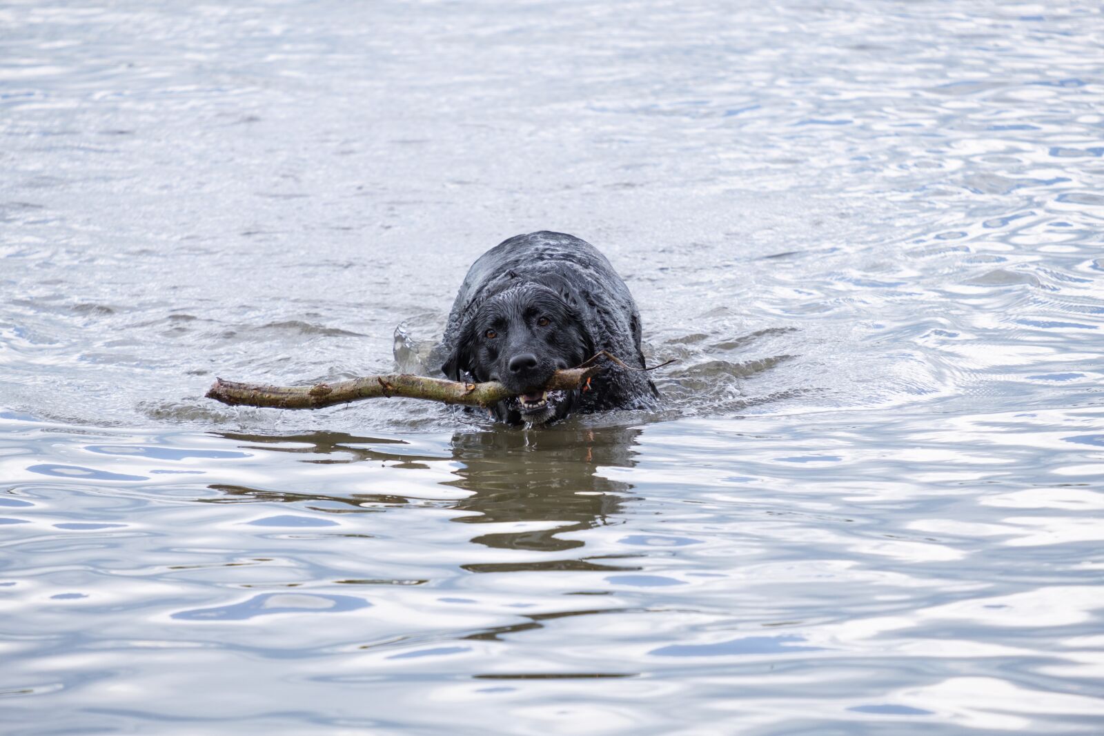 Fujifilm X-T2 + Fujifilm XF 55-200mm F3.5-4.8 R LM OIS sample photo. Dog, swim, water photography