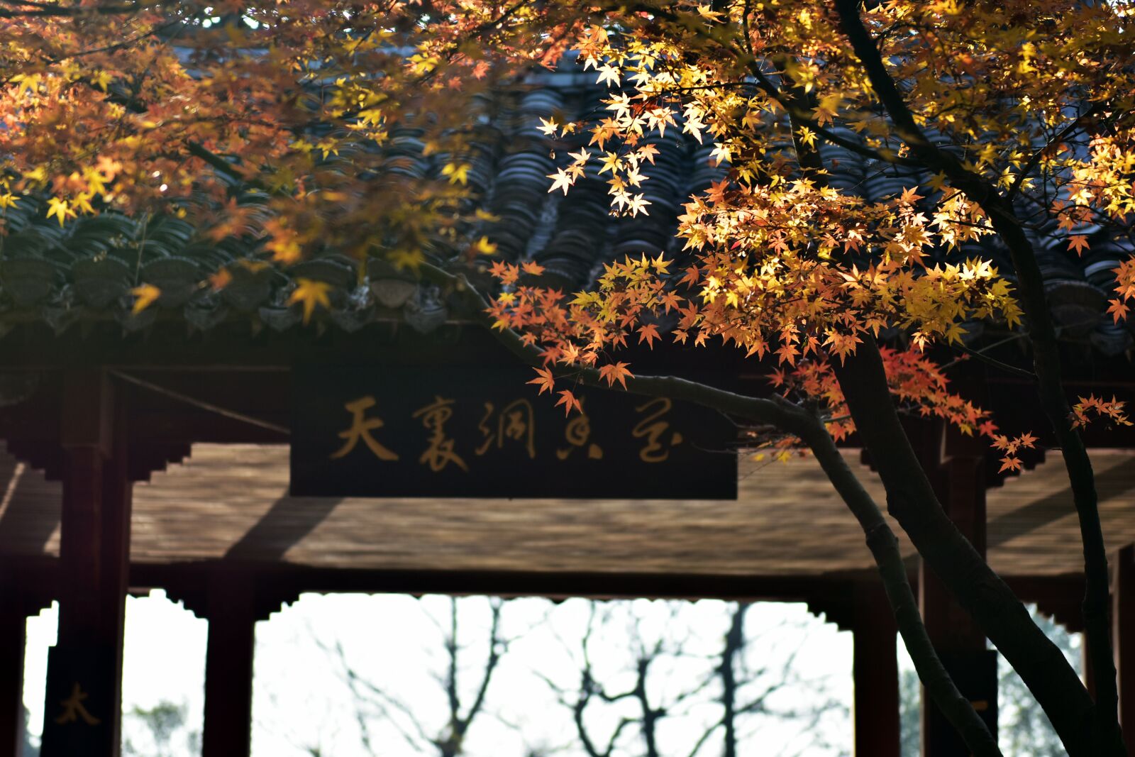 Nikon D7200 sample photo. Leaf, autumn, huizhou photography