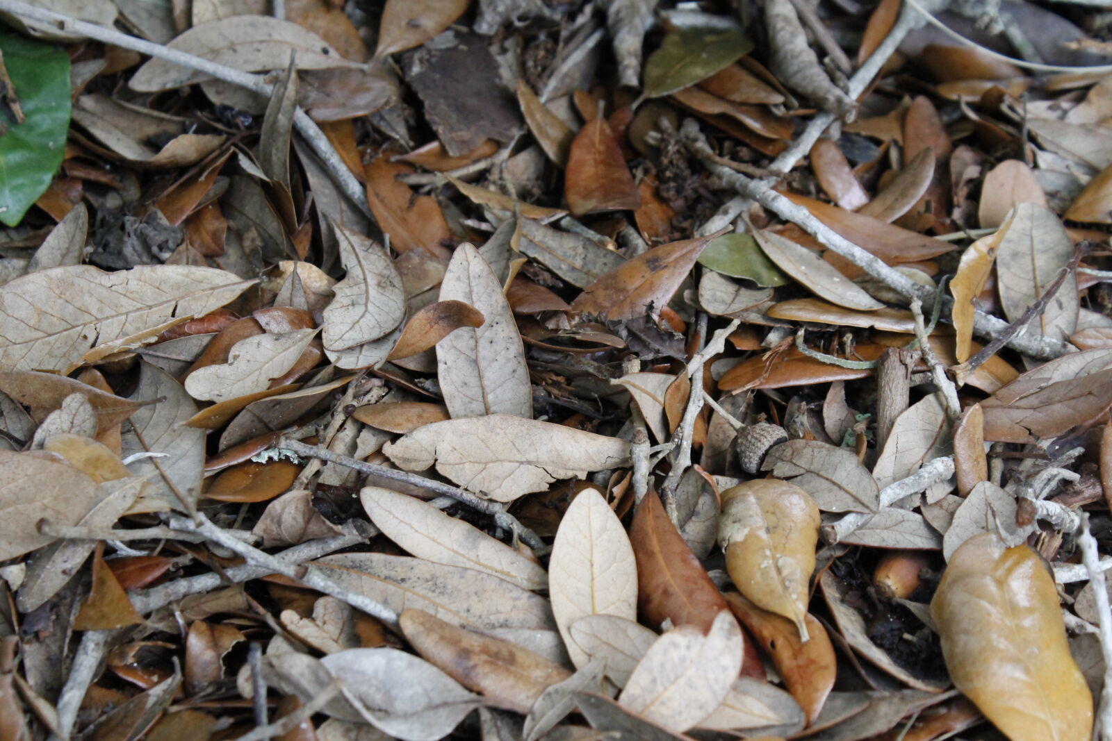 Canon EOS 7D sample photo