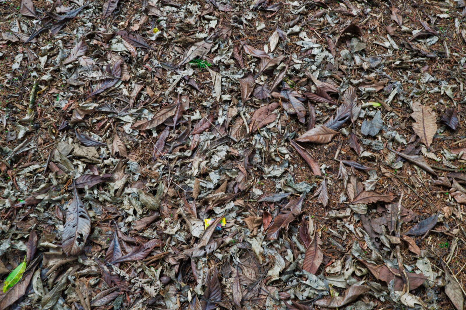 Nikon D3200 sample photo. Costa rica, forest, nature photography