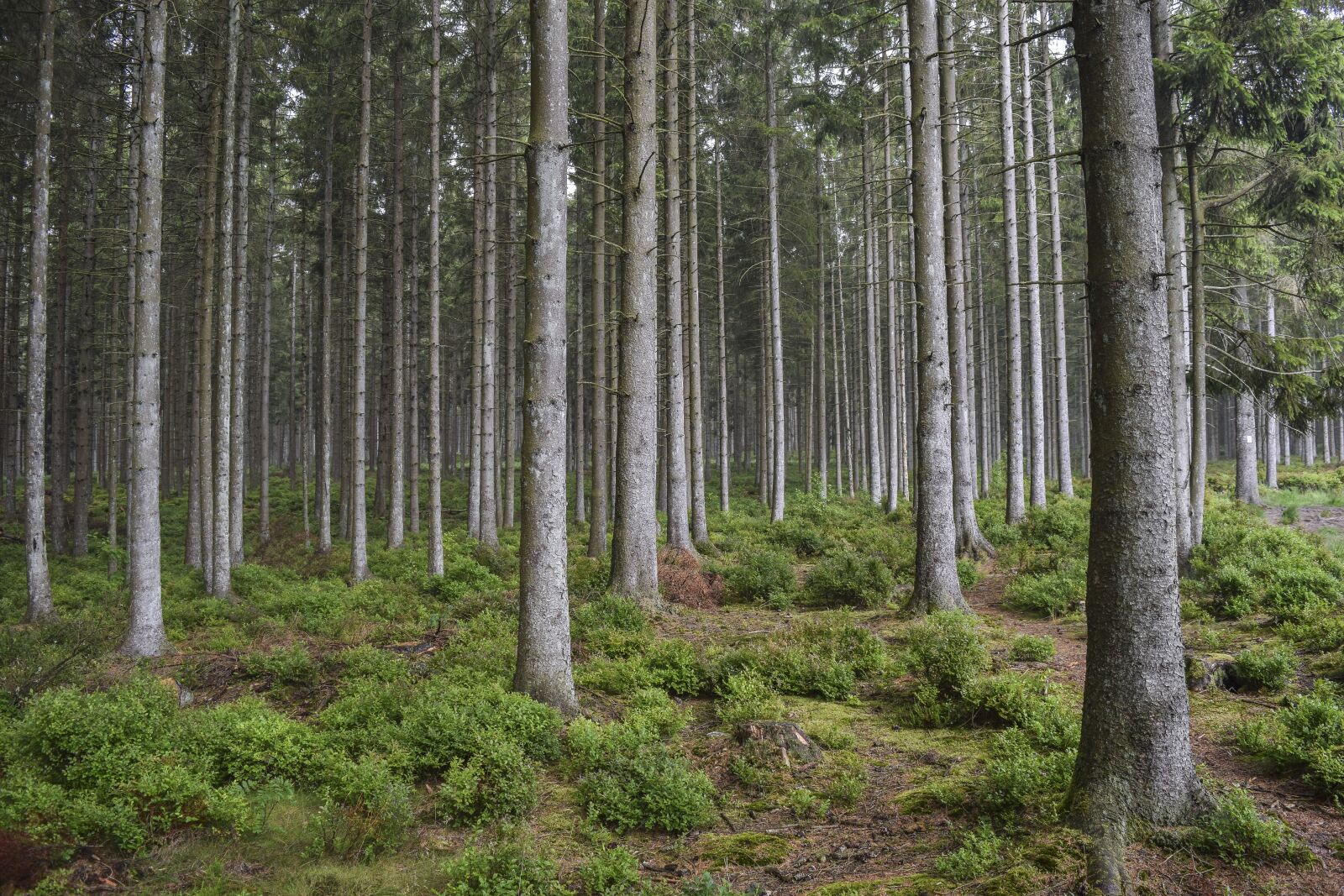 Nikon D3300 sample photo. Forest, nature, landscape photography