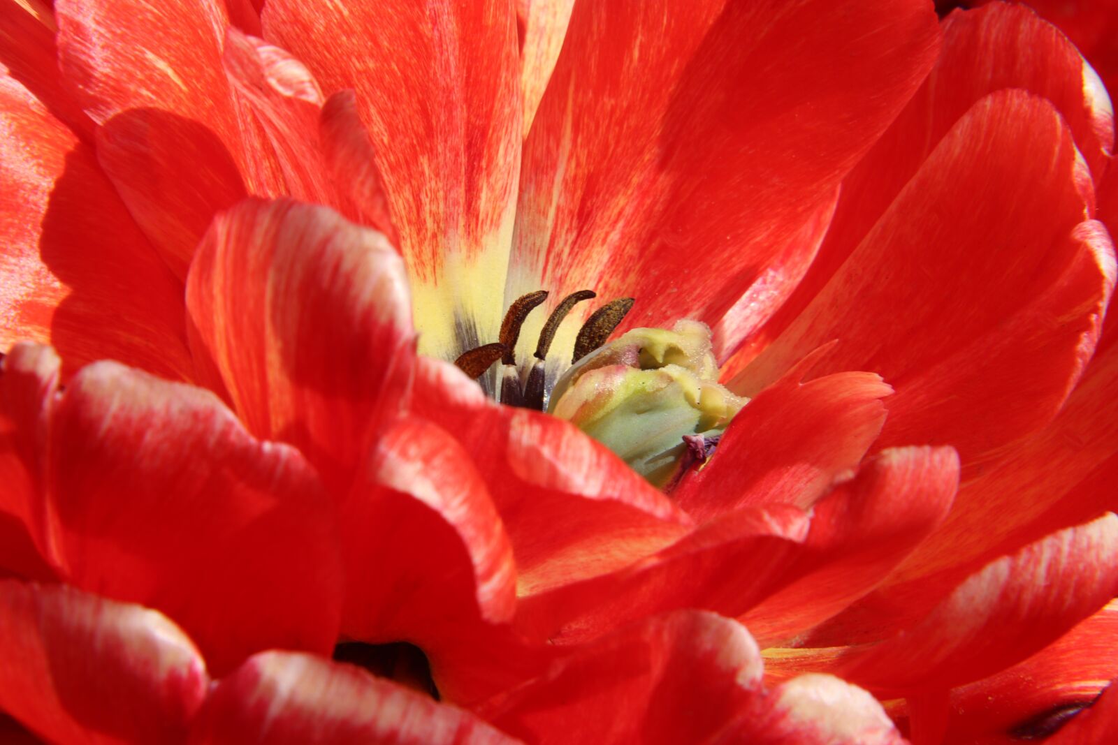Canon EOS 77D (EOS 9000D / EOS 770D) sample photo. Tulip, red, macro photography
