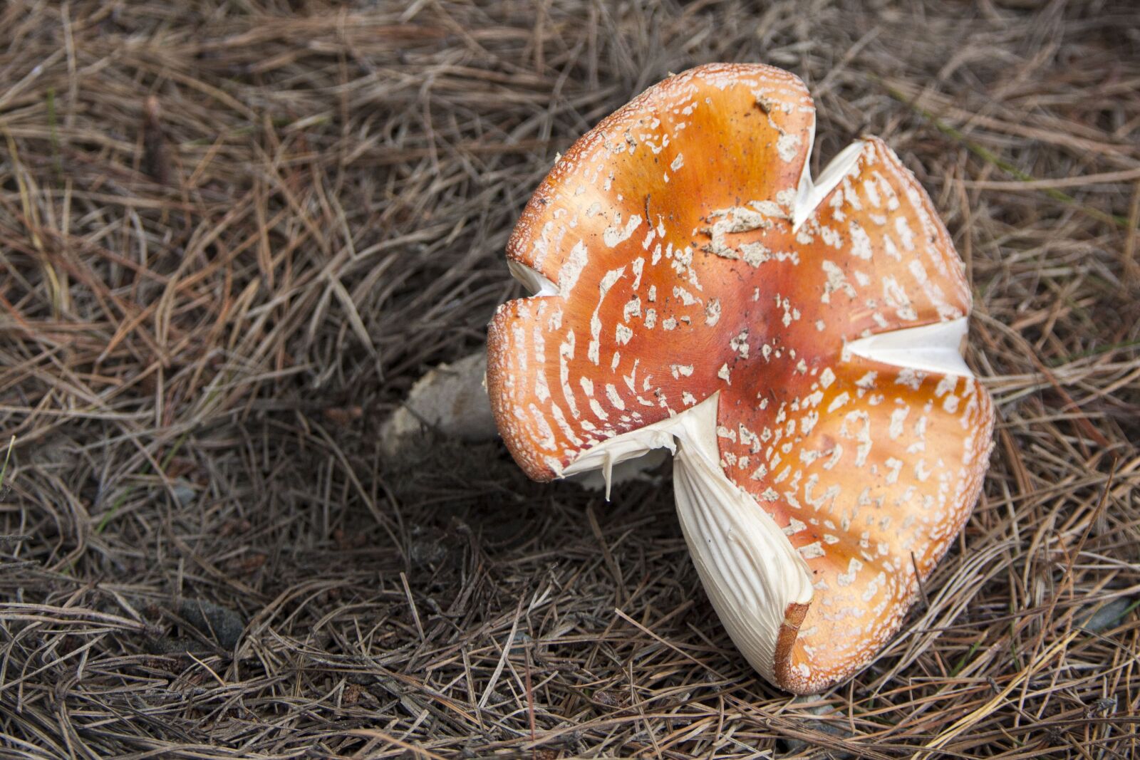 Canon EOS 40D sample photo. Mushroom, rustic, poisonous photography