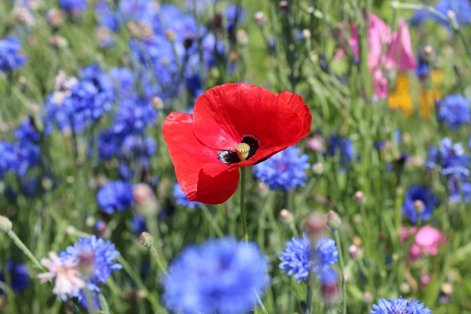Canon EOS 600D (Rebel EOS T3i / EOS Kiss X5) sample photo. Poppy, red, blue photography