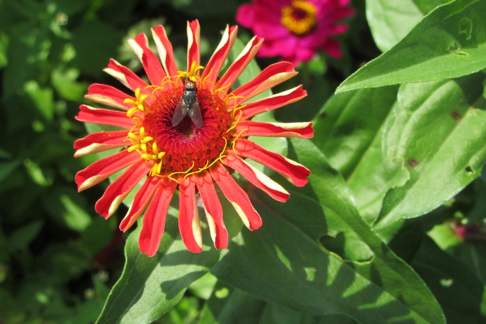 Canon PowerShot SX610 HS sample photo. Flower, red, fly photography