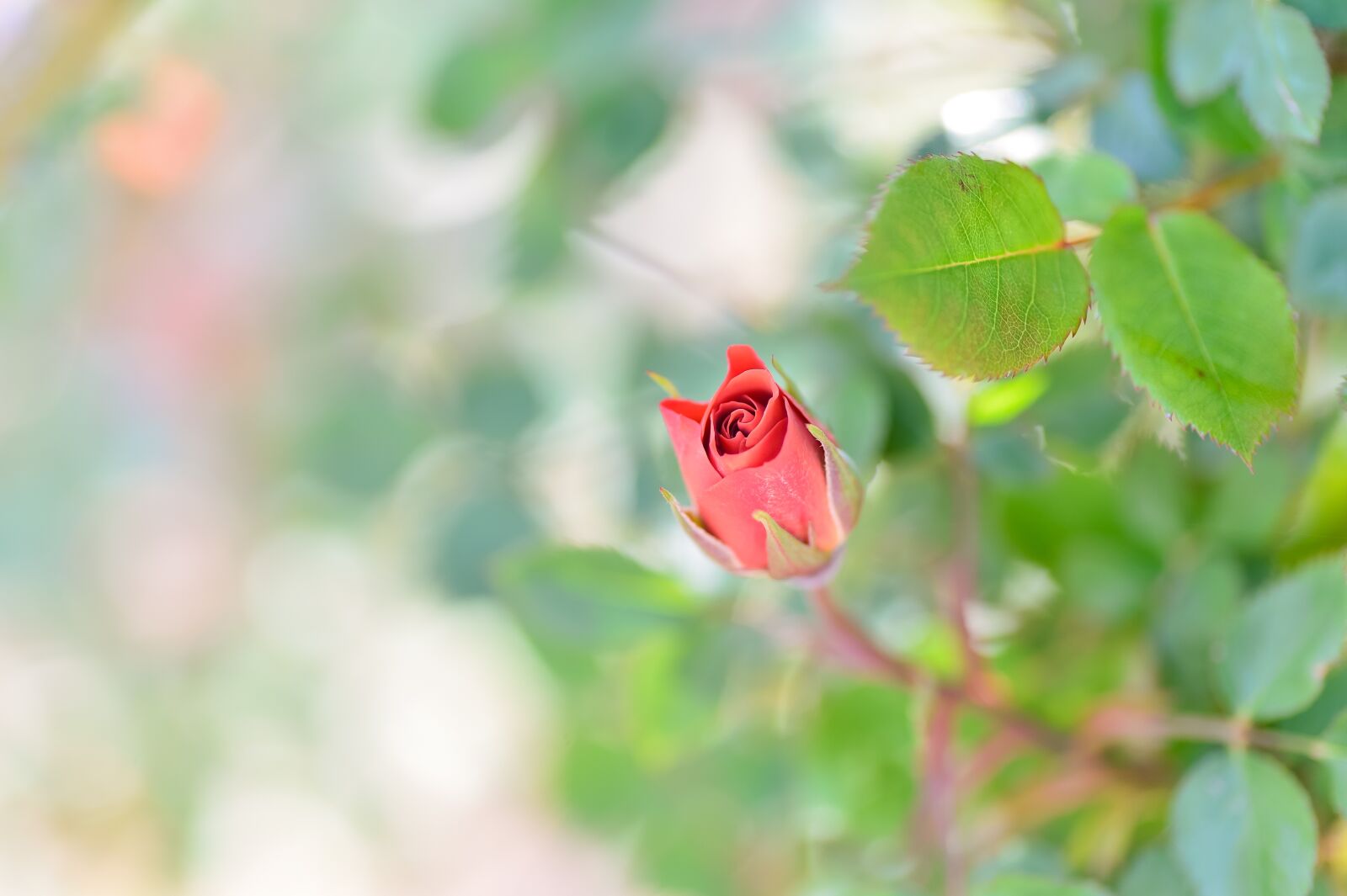 Nikon Df sample photo. Natural, flowers, rose photography