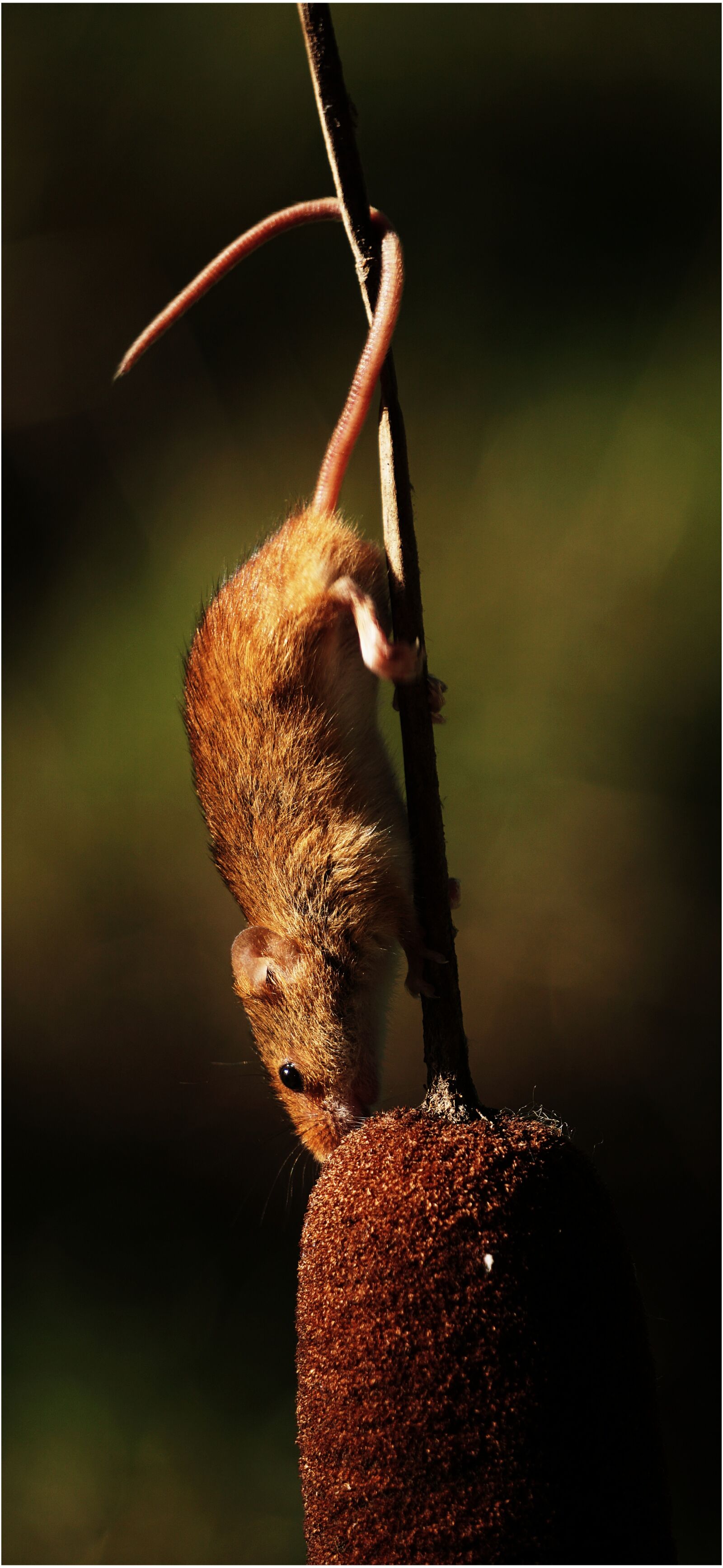 Sony E 55-210mm F4.5-6.3 OSS sample photo. Harvest mouse, mouse, harvest photography