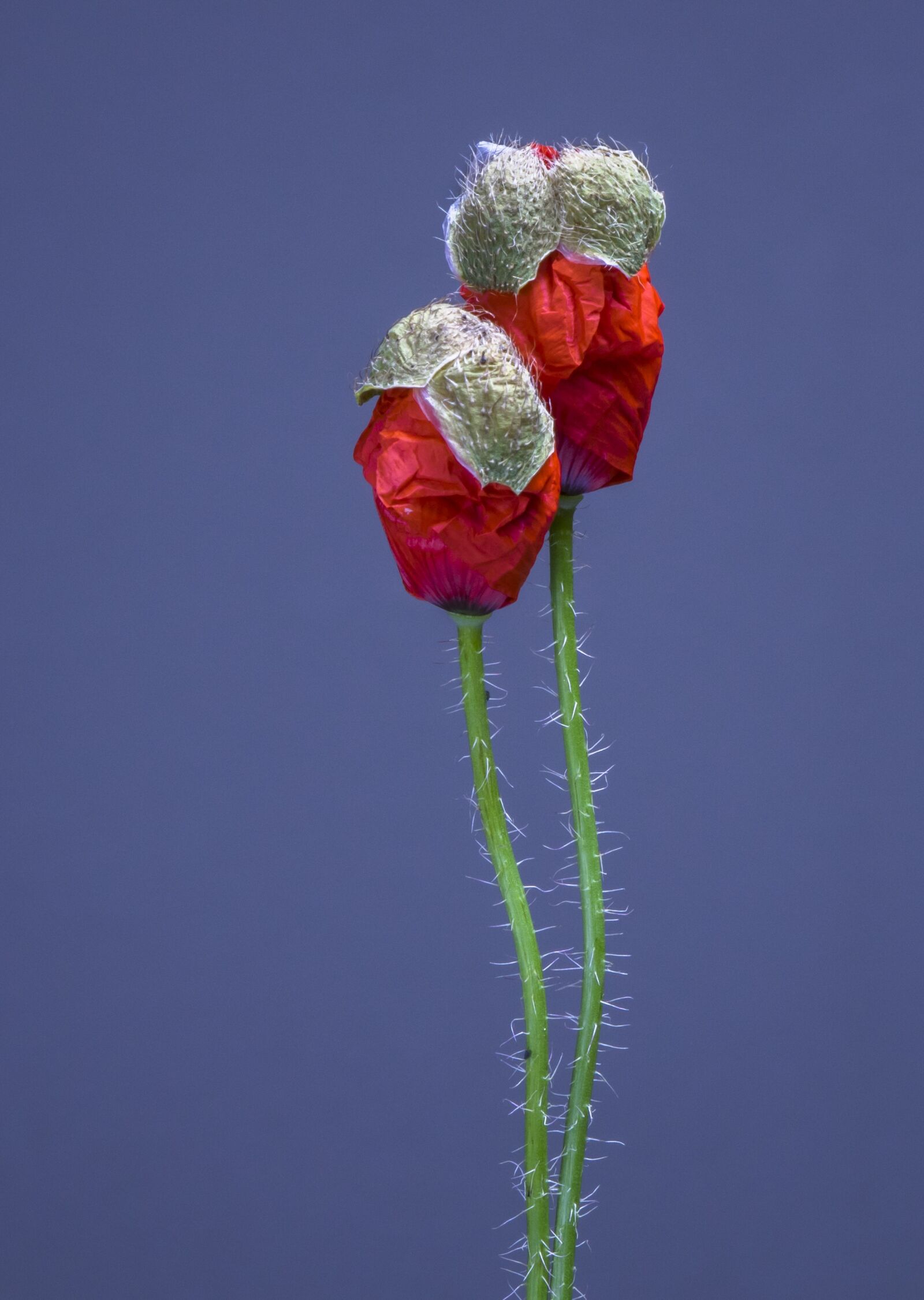 24-200mm F2.8 sample photo. Poppy, poppy flower, blossom photography