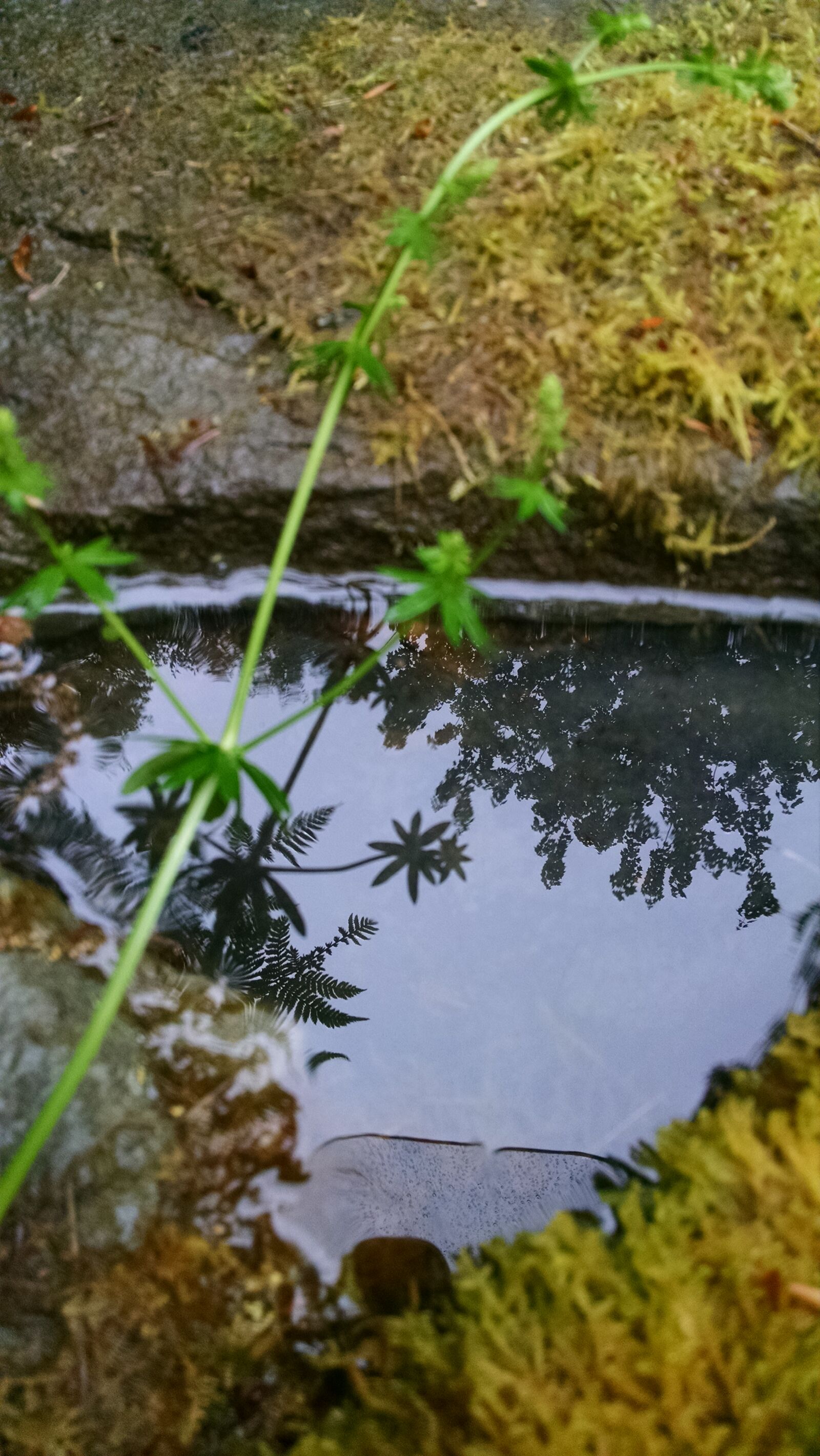 Motorola Moto X (1st Gen) sample photo. Grass, moss, nature, puddle photography