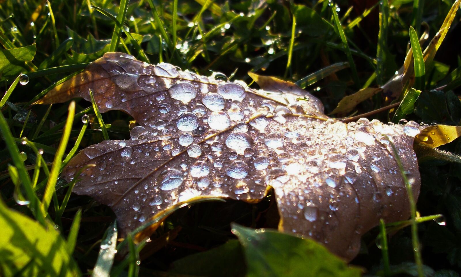 Kodak EASYSHARE C182 DIGITAL CAMERA sample photo. Leaf, dewdrop, dew photography