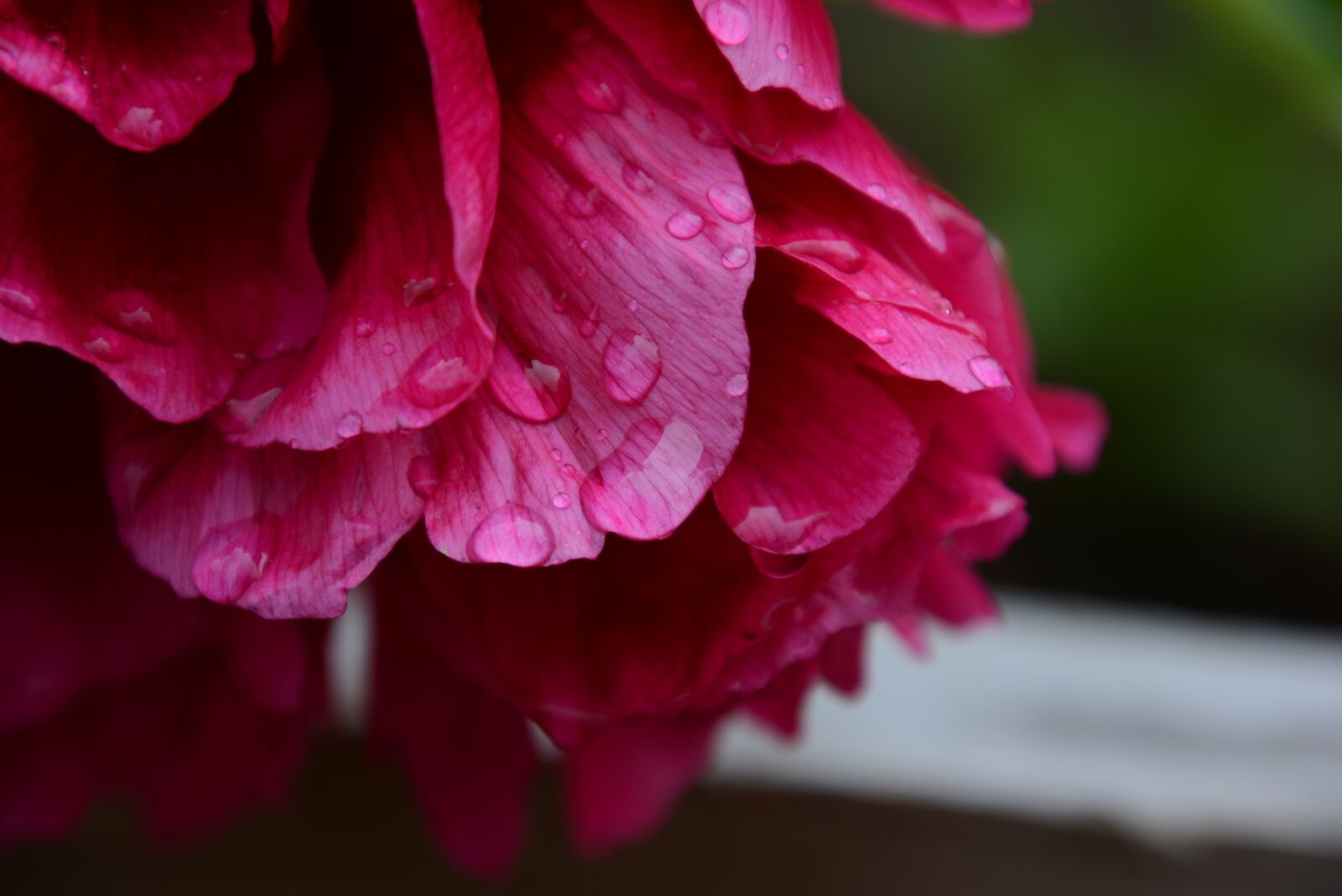 Nikon D5200 sample photo. Rose, flower, nature photography