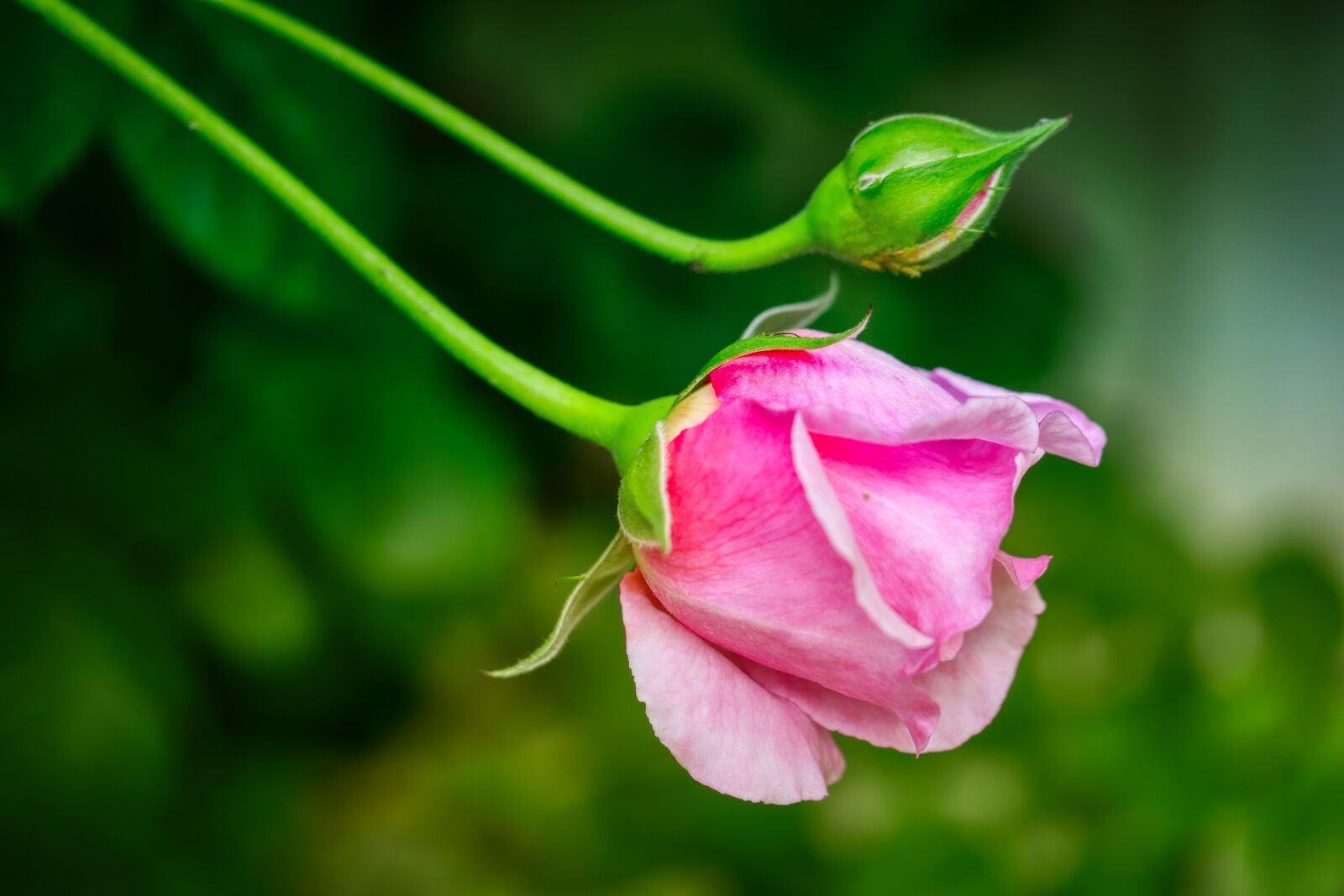 Panasonic Lumix DMC-GX8 sample photo. Rose, bud, stalk photography
