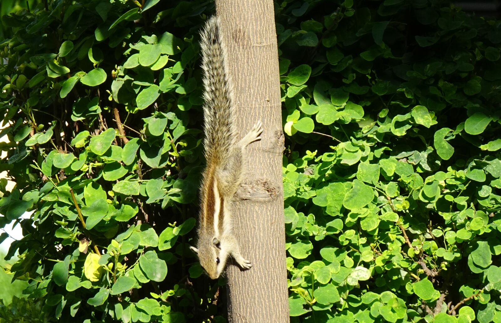 Sony DSC-WX800 sample photo. Squirrel, indian palm squirrel photography