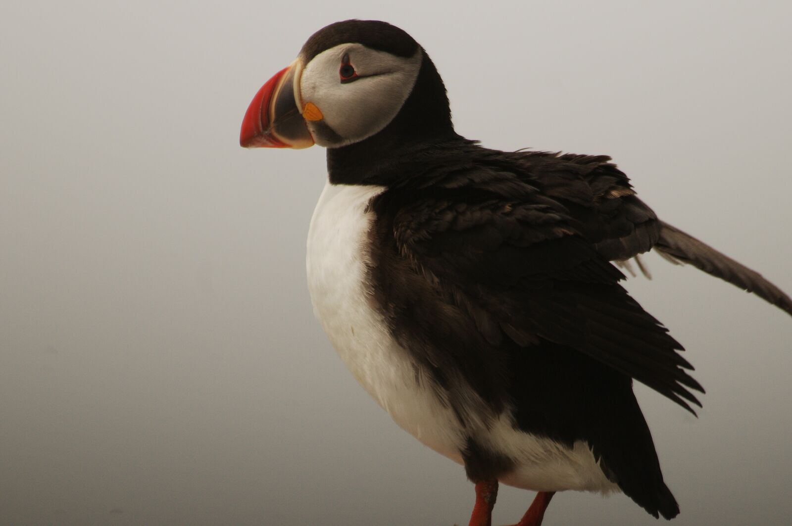 Nikon D300 sample photo. Bird, puffin, nature photography