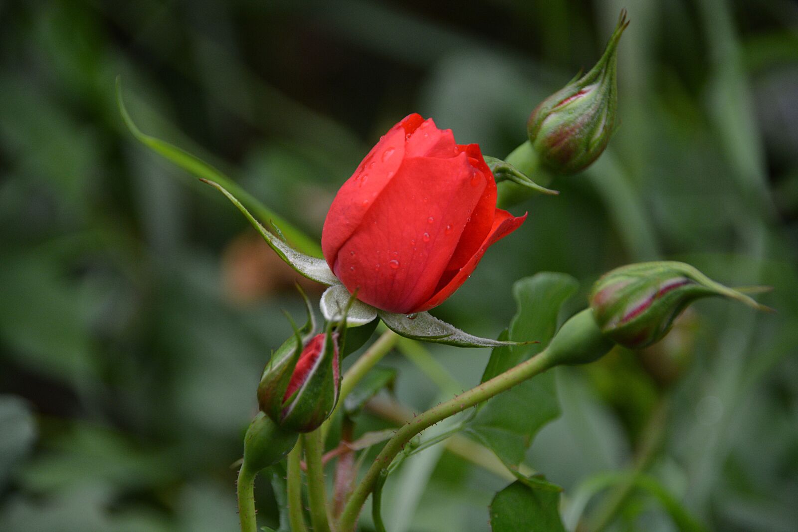 Nikon D5200 sample photo. Flower, pink, flora photography
