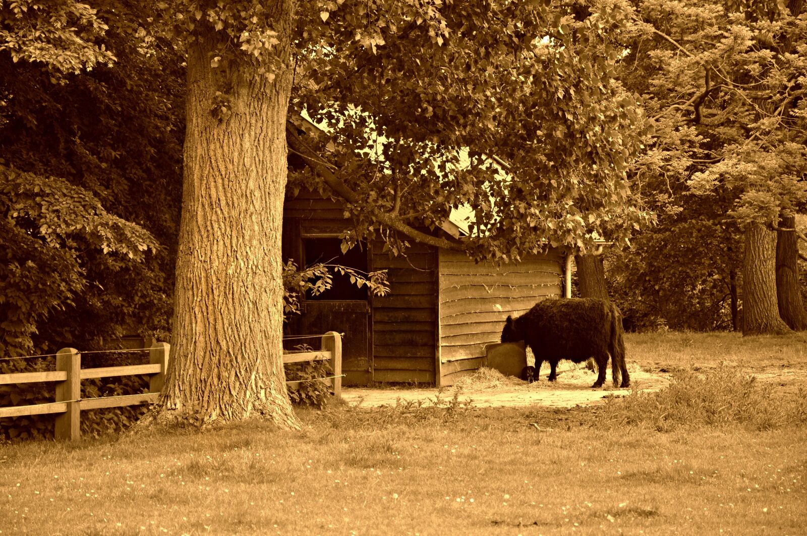 Nikon D90 sample photo. Cow, cattle, livestock photography
