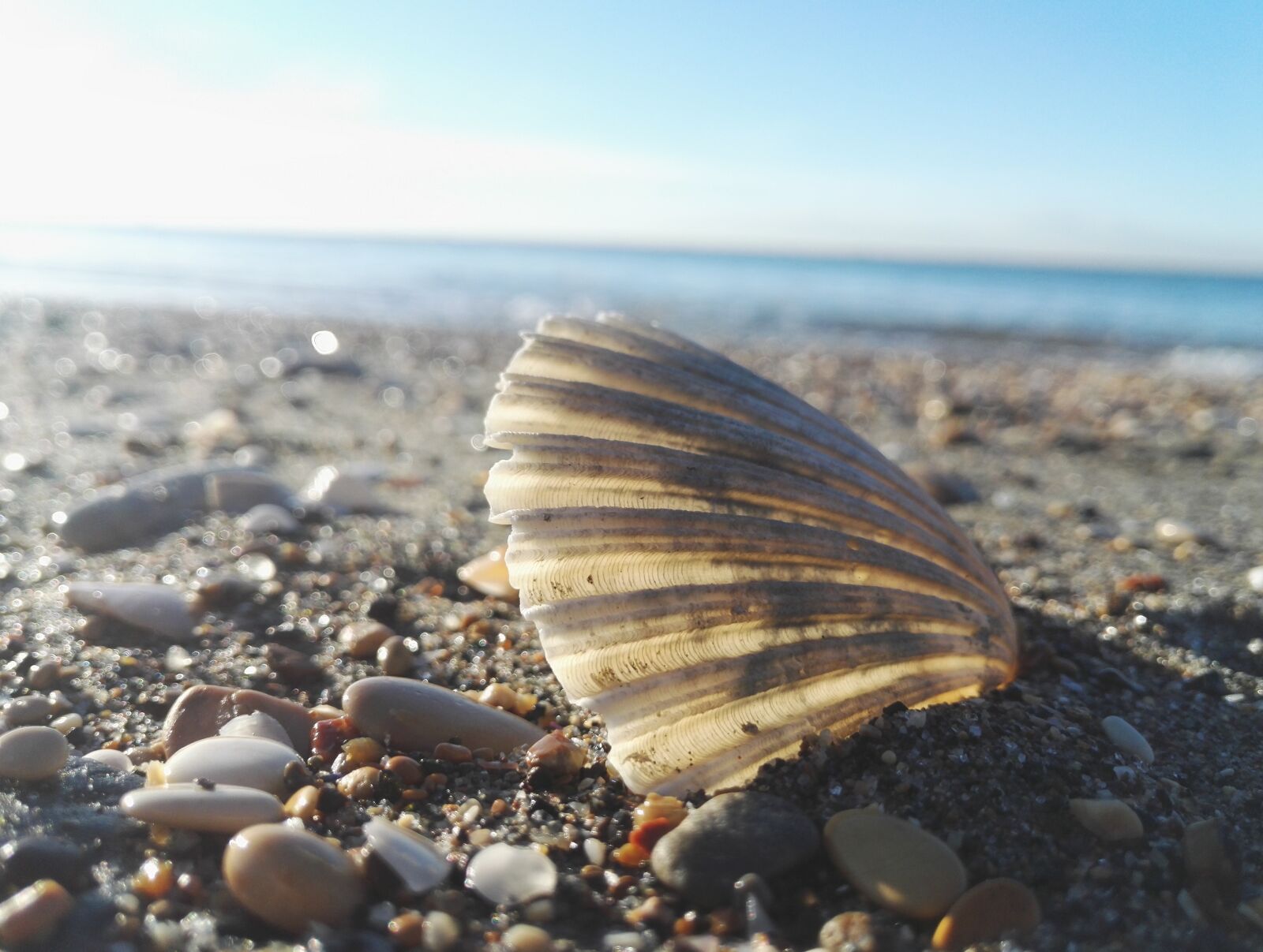 HUAWEI Honor 7 sample photo. Shell, beach, sea photography