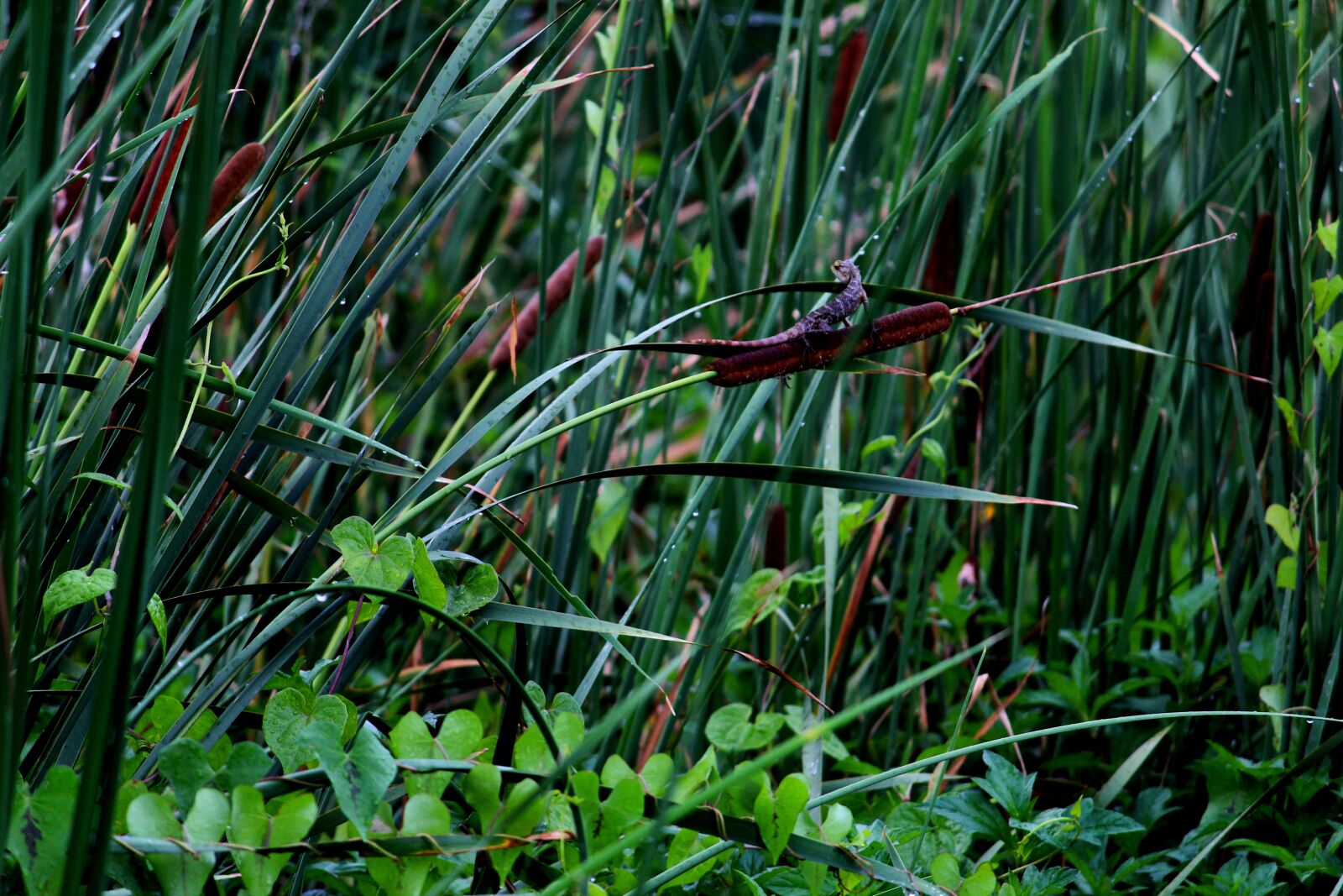 Canon EOS 1200D (EOS Rebel T5 / EOS Kiss X70 / EOS Hi) sample photo. Lizard, jungle, park photography
