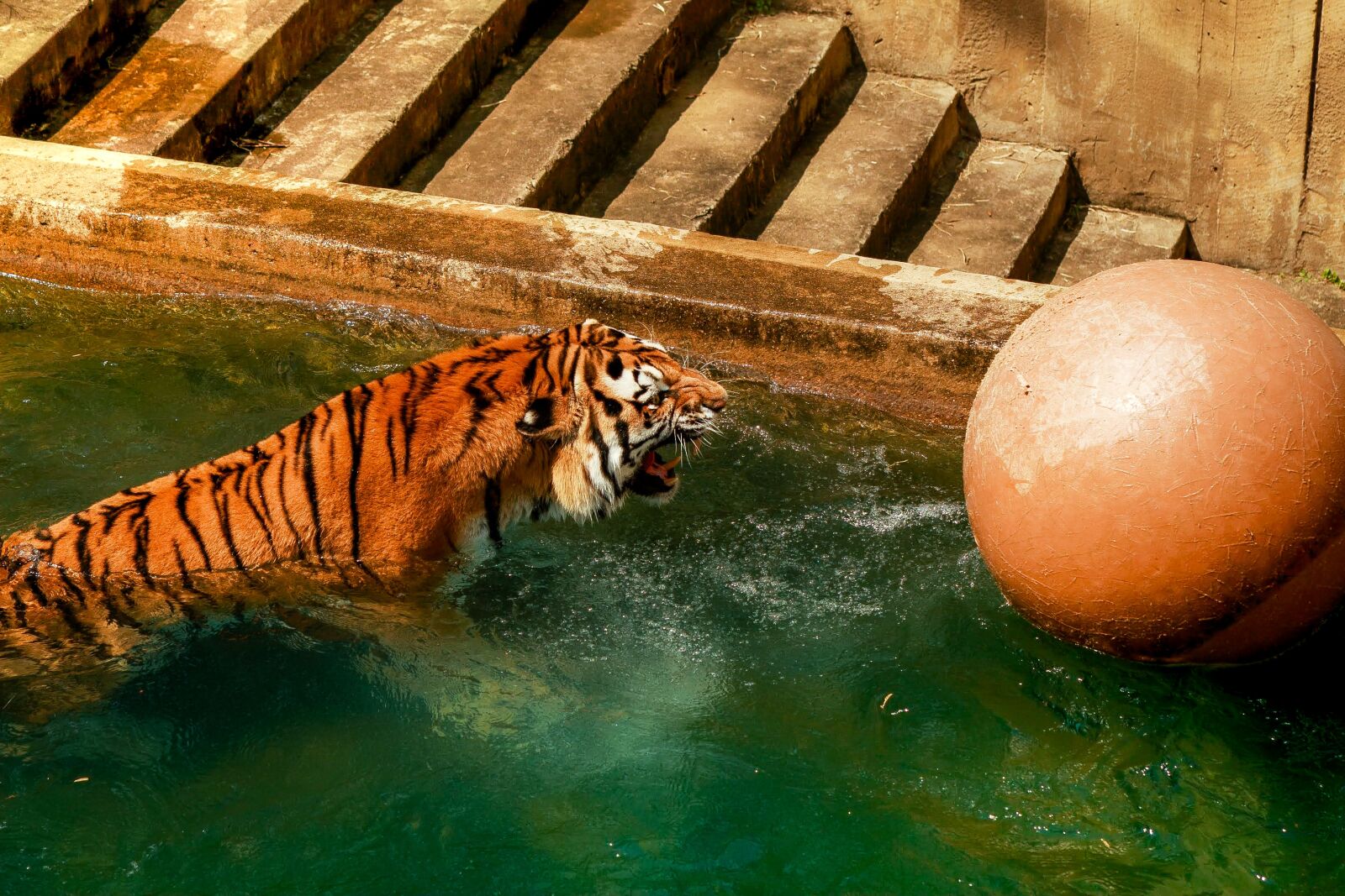 Canon EOS 30D sample photo. Tiger, bathing, zoo photography