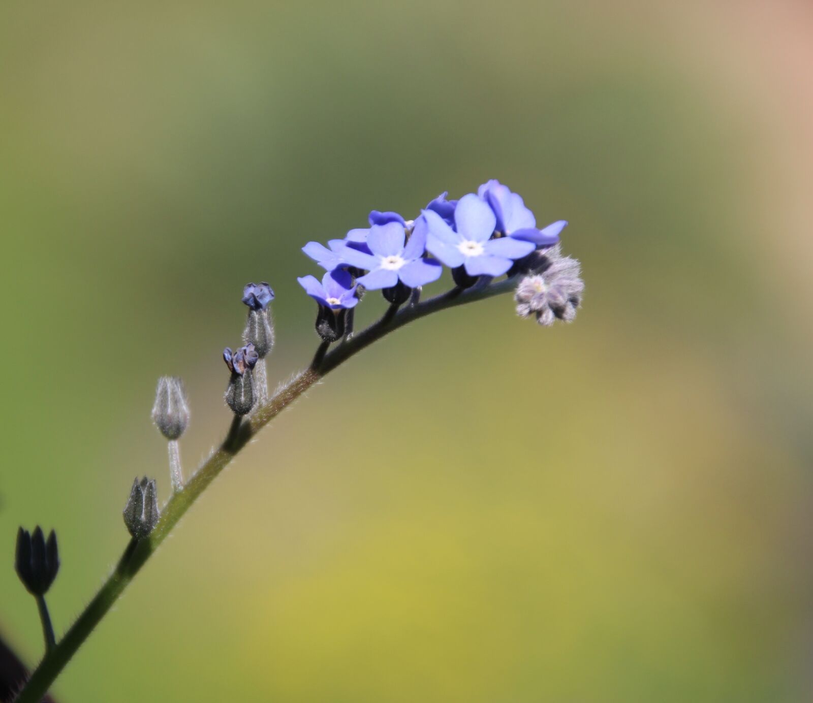 Canon EOS 1200D (EOS Rebel T5 / EOS Kiss X70 / EOS Hi) sample photo. Purple, flowers, purple flower photography