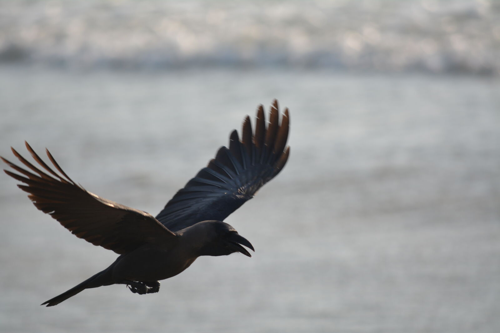 Nikon D5200 sample photo