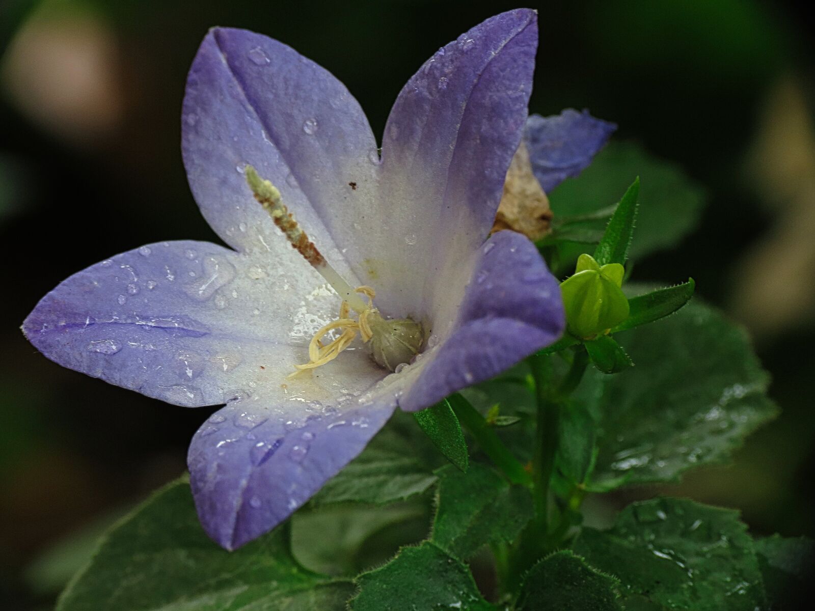 Canon PowerShot SX40 HS sample photo. Drops, wet, dew photography