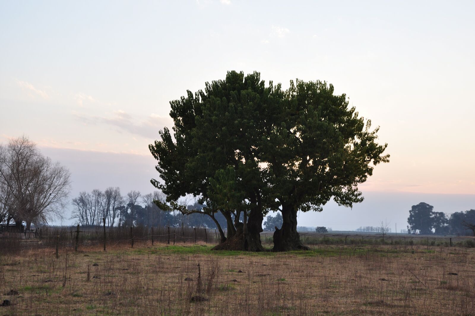 Nikon D90 sample photo. Field, tree, landscape photography