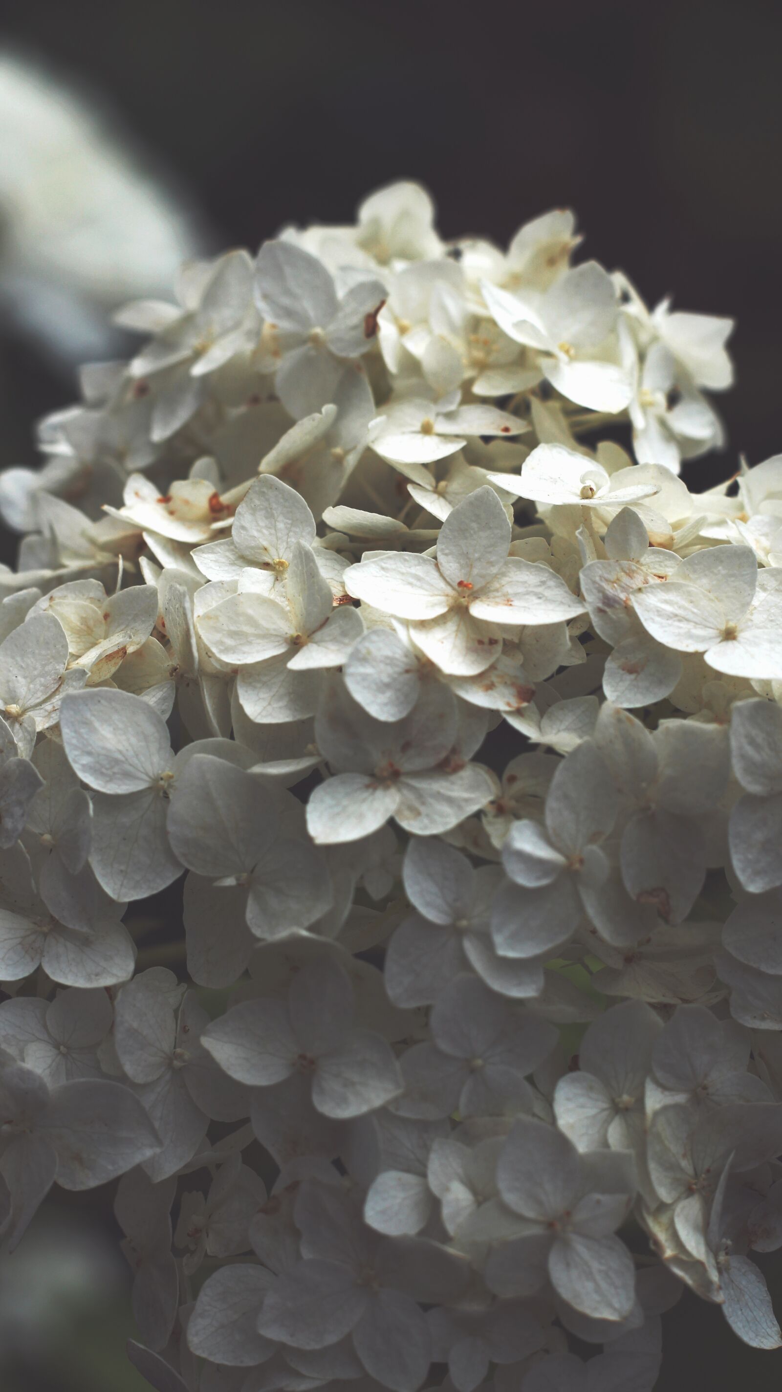 Canon EOS 700D (EOS Rebel T5i / EOS Kiss X7i) sample photo. Hydrangea, flower, white photography