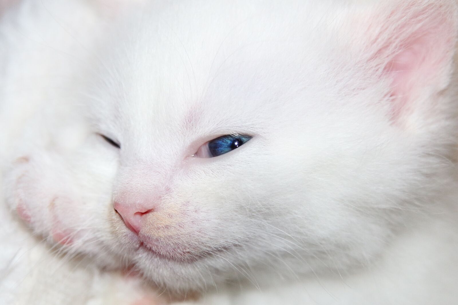 Canon EOS 650D (EOS Rebel T4i / EOS Kiss X6i) sample photo. Cat, kitten, cat baby photography