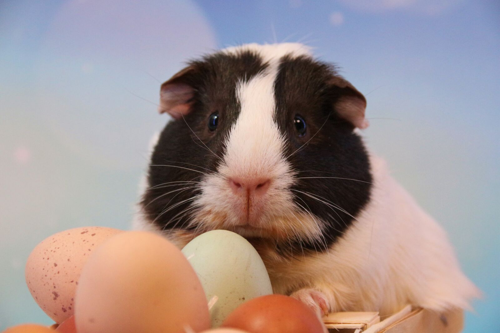 Canon EOS 700D (EOS Rebel T5i / EOS Kiss X7i) sample photo. Easter, guinea pig, rodent photography