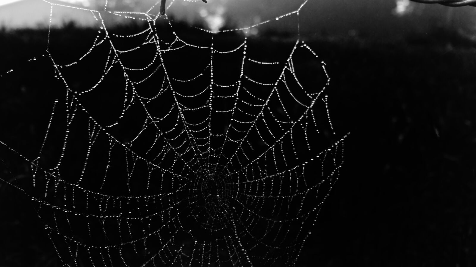 Samsung Galaxy Note4 sample photo. Cobweb, web, black photography