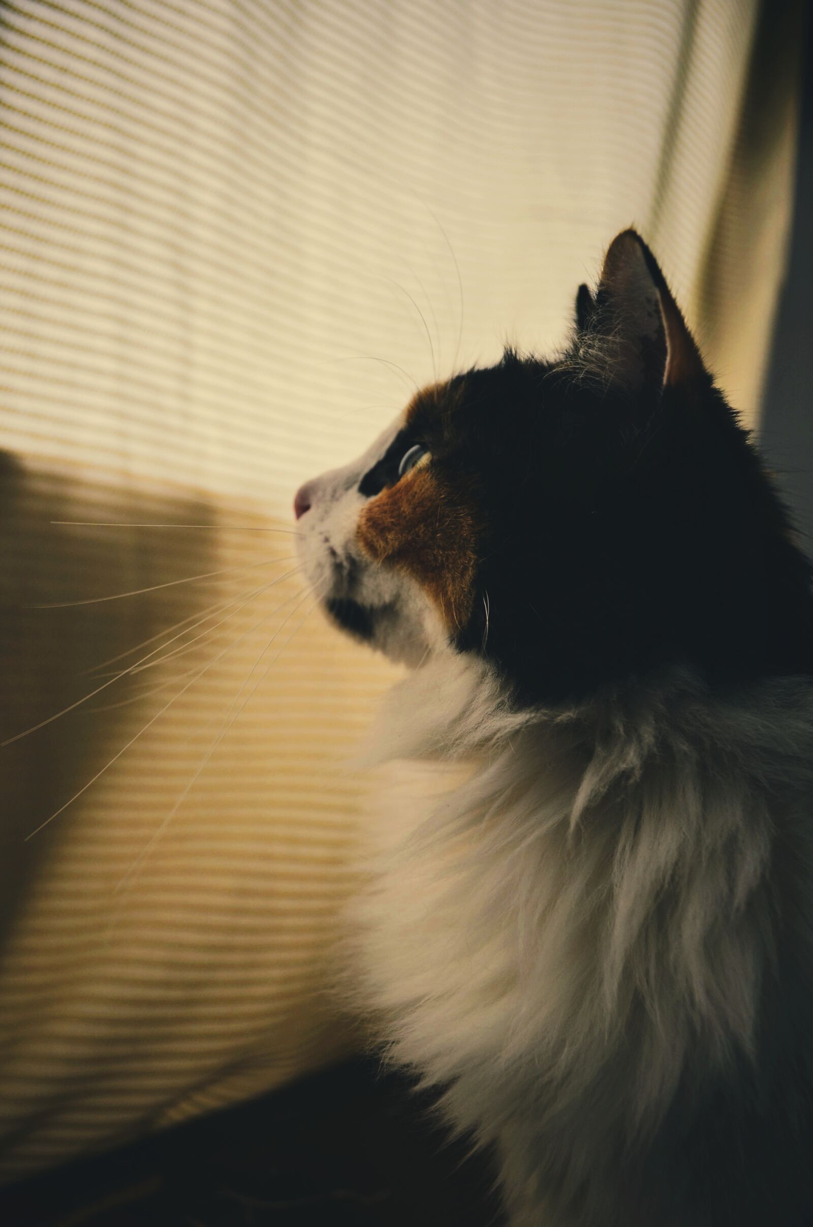 Nikon D5100 sample photo. Cat, profile, wild photography