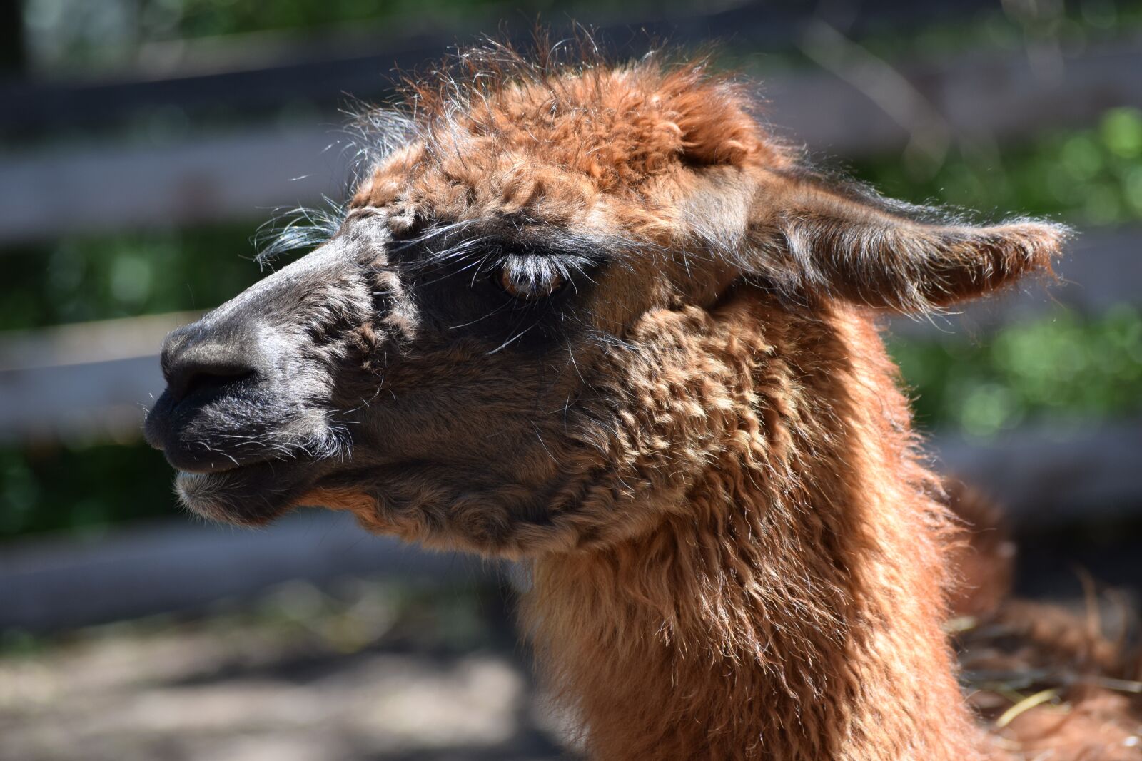 Nikon D3300 sample photo. Flame, animal, nature photography