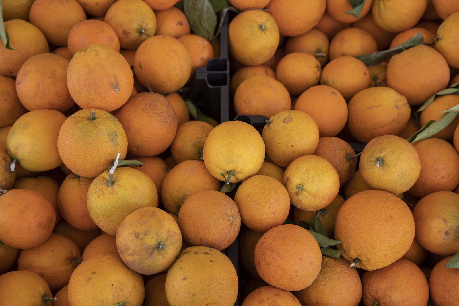 Canon EOS 5D Mark IV sample photo. Orange, tangerine, fruit photography