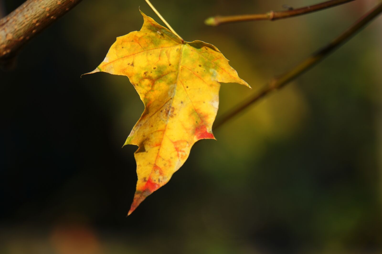 Sony a6000 sample photo. Autumn, leaf, tree photography