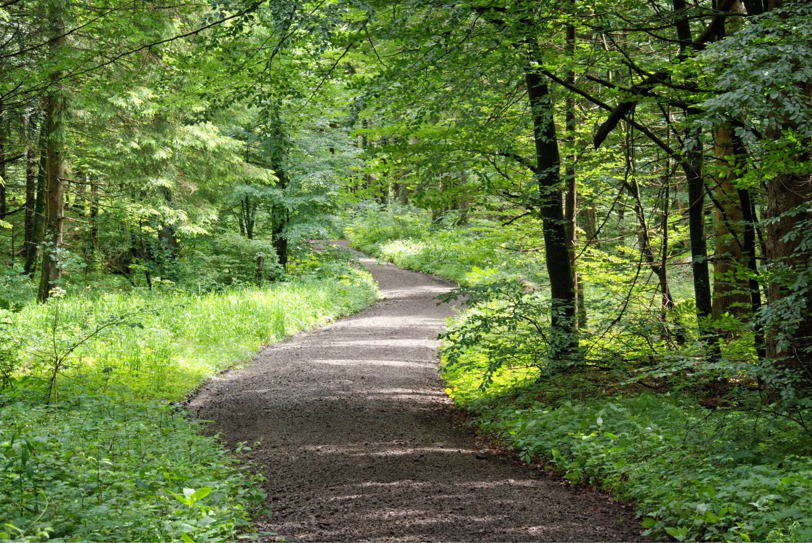55.0-200.0mm f/4.0-f/5.6 sample photo. Away, forest path, nature photography