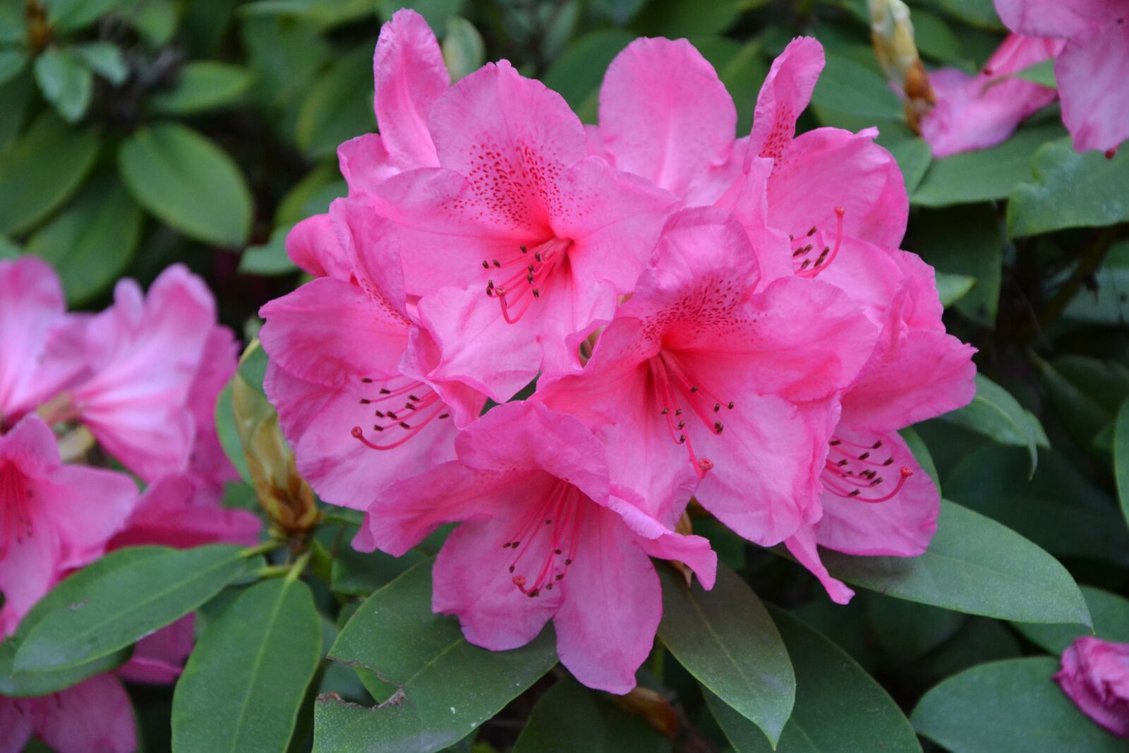 Nikon D3100 sample photo. Flower, pink, green photography