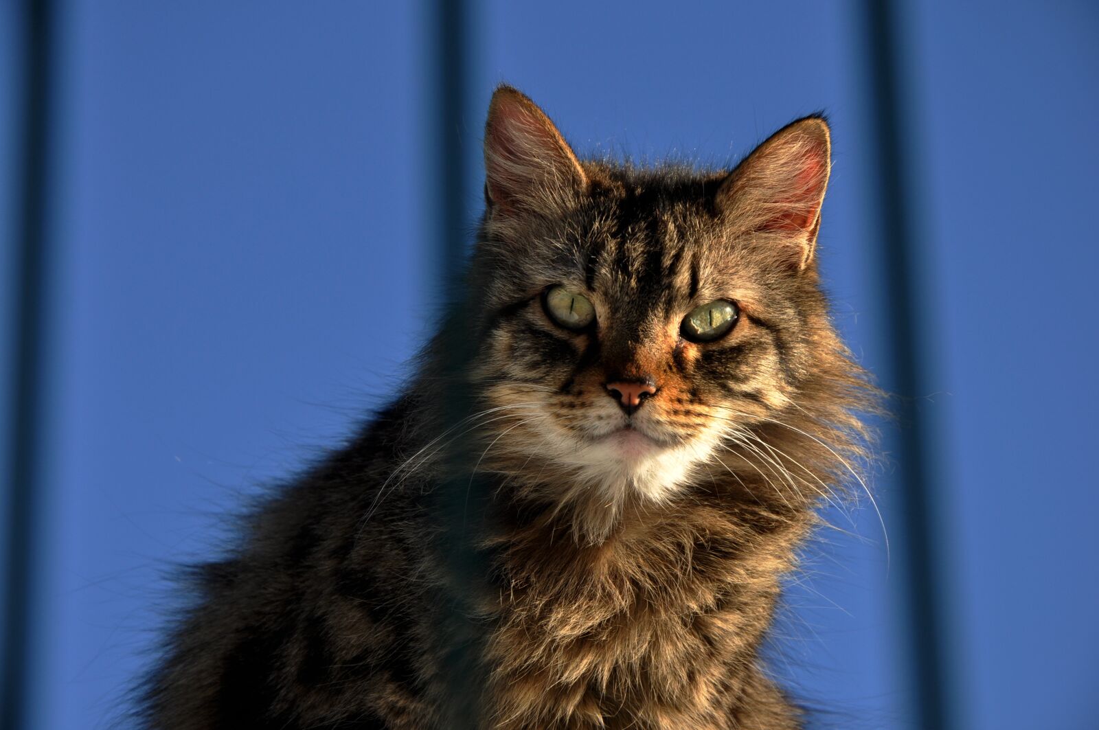 Nikon D90 sample photo. Cat, animals, cute cat photography